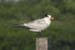 Royal Tern possibly