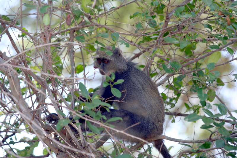 Colobus Monkey in tree