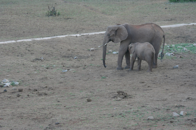 Elephant suckling youngster