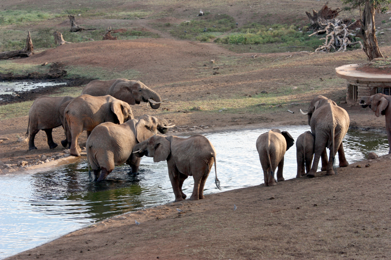 Elephants at Saltlick